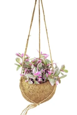 Tradescantia - Vaderplant