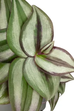 Tradescantia Zebra - Stekje