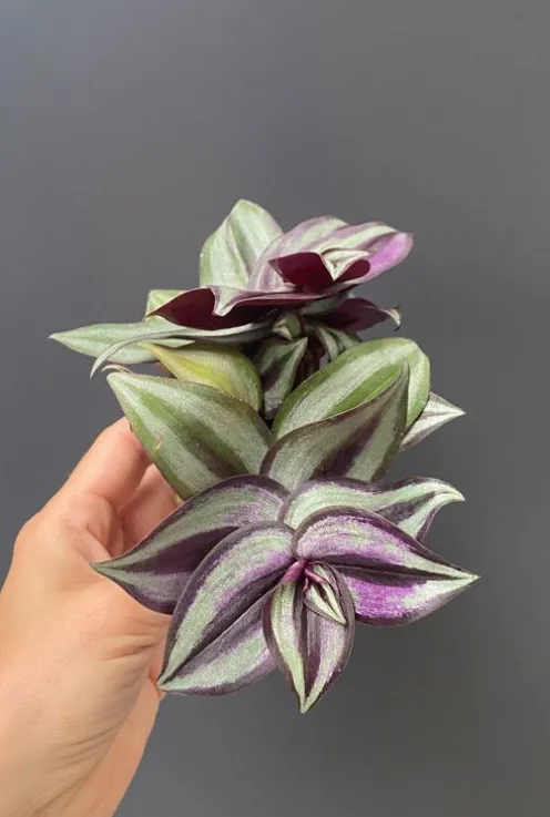Tradescantia Zebra - Stekje