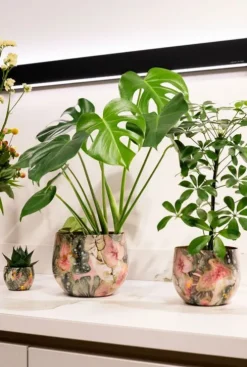 TS Collection Designed by Lammie Monstera Mystery