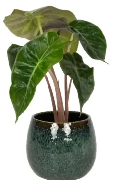 TS Collection Odile Pot - petrol