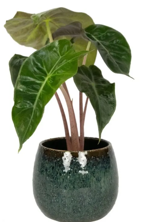 TS Collection Odile Pot - petrol