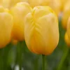 Tulp Darwin Hybride mix - 20 bollen