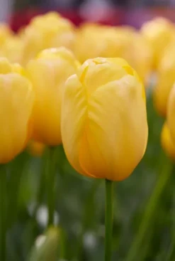 Tulp Darwin Hybride mix - 20 bollen