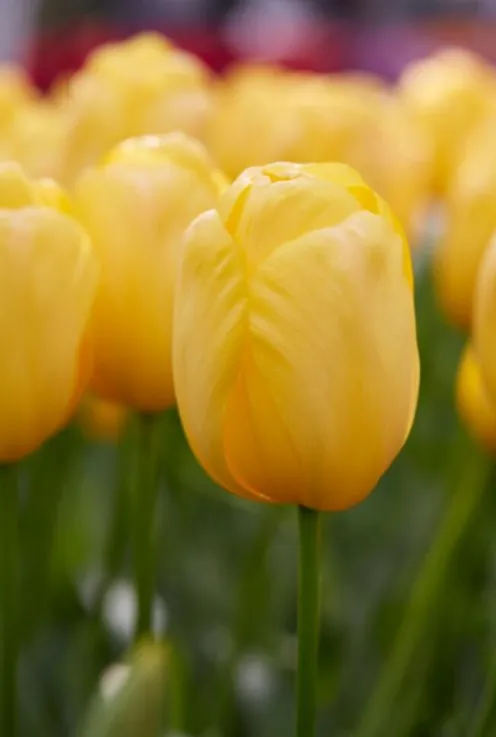 Tulp Darwin Hybride mix - 20 bollen