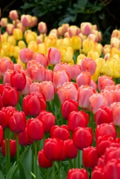 Tulp Darwin Hybride mix - 20 bollen