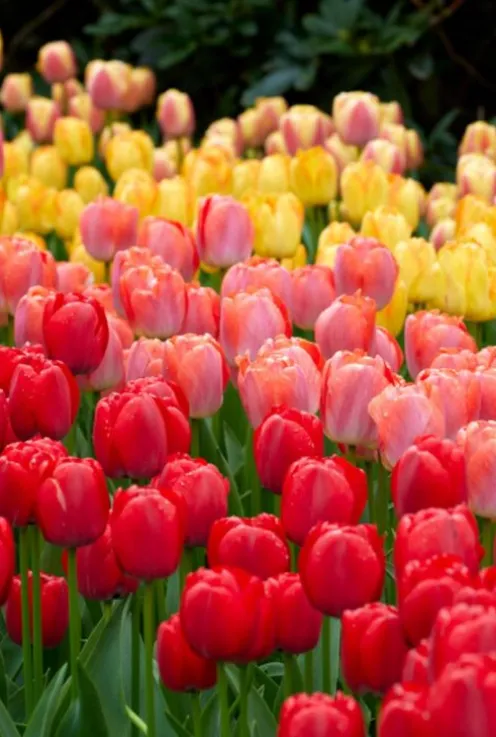 Tulp Darwin Hybride mix - 20 bollen