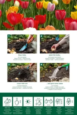 Tulp Darwin Hybride mix - 20 bollen