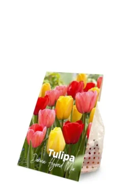 Tulp Darwin Hybride mix - 20 bollen