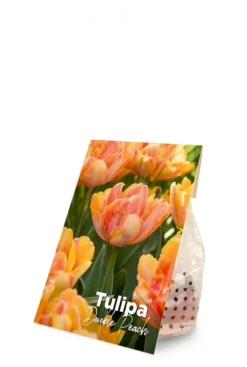 Tulp dubbelbloemig perzik - 20 bollen