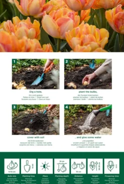 Tulp dubbelbloemig perzik - 20 bollen