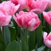 Tulp dubbelbloemig vroegbloeiende mix - 20 bollen