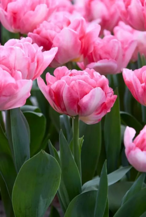 Tulp dubbelbloemig vroegbloeiende mix - 20 bollen