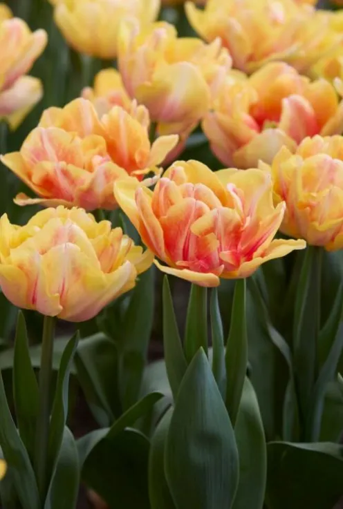 Tulp dubbelbloemig vroegbloeiende mix - 20 bollen