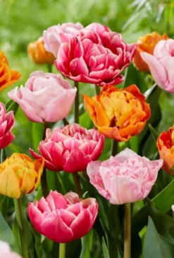 Tulp dubbelbloemig vroegbloeiende mix - 20 bollen
