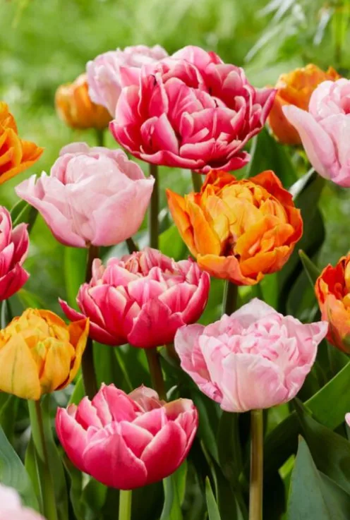 Tulp dubbelbloemig vroegbloeiende mix - 20 bollen