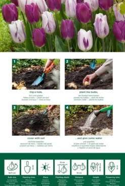 Tulp Purple mix - 20 bollen