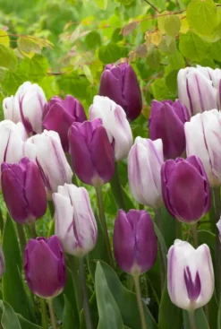 Tulp Purple mix - 20 bollen