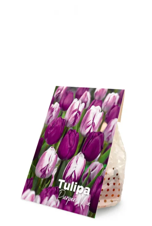 Tulp Purple mix - 20 bollen