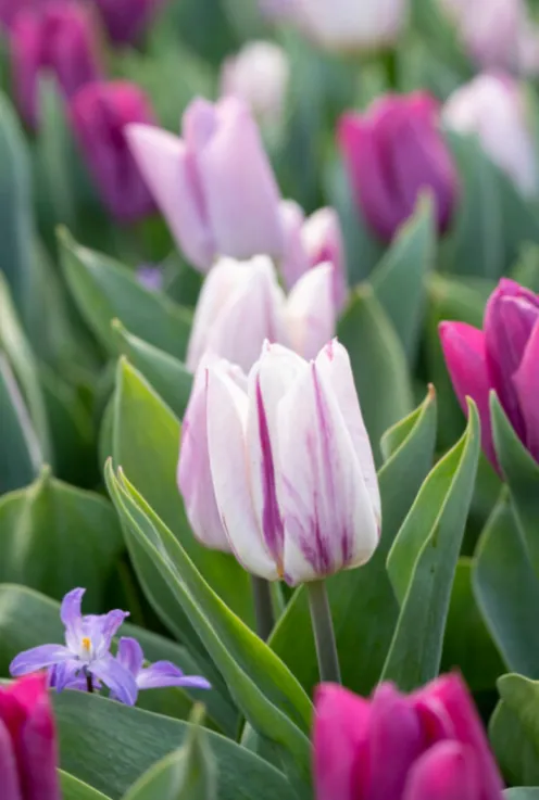 Tulp Purple mix - 20 bollen