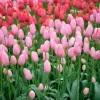 Tulp regenboog mix - 20 bollen