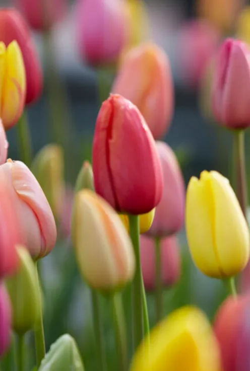 Tulp regenboog mix - 20 bollen