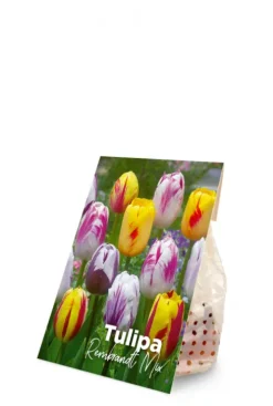 Tulp Rembrandt mix - 20 bollen