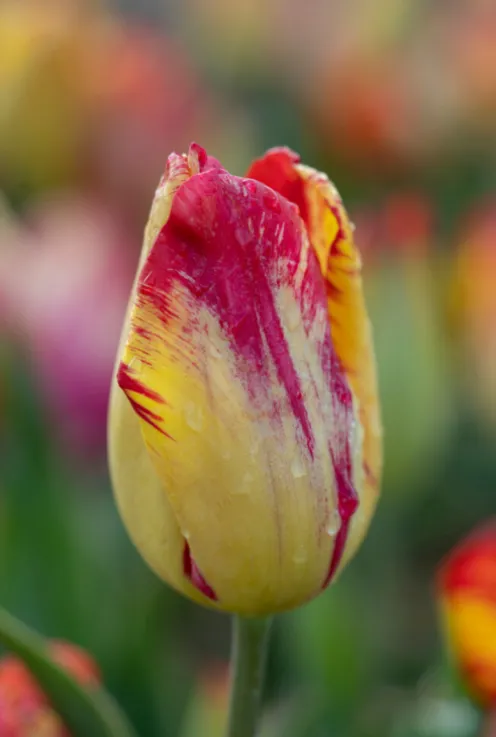 Tulp Rembrandt mix - 20 bollen