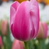 Tulp roze - 20 bollen