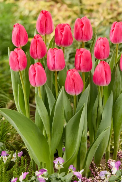 Tulp roze - 20 bollen