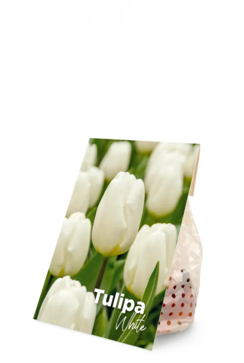 Tulp wit - 20 bollen