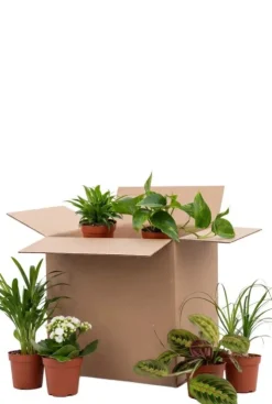 Tweede kans box - 6 stuks - Voordeelbox