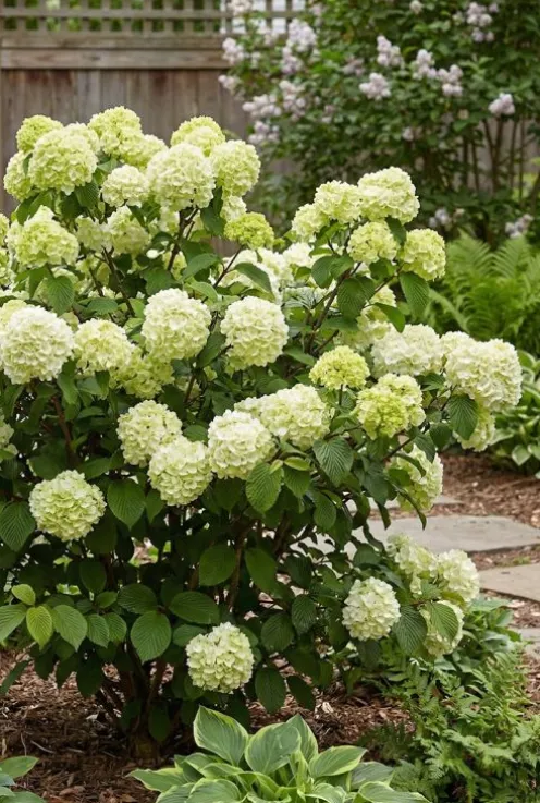 Viburnum plicatum 'Opening Day' - Japanse Sneeuwbal
