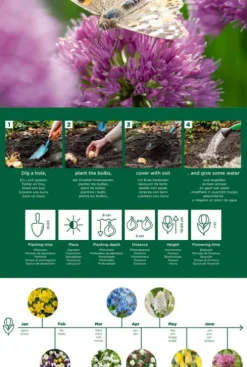 Vlinder mix - 50 bollen
