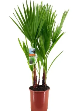Washingtonia robusta - Mexicaanse waaierpalm