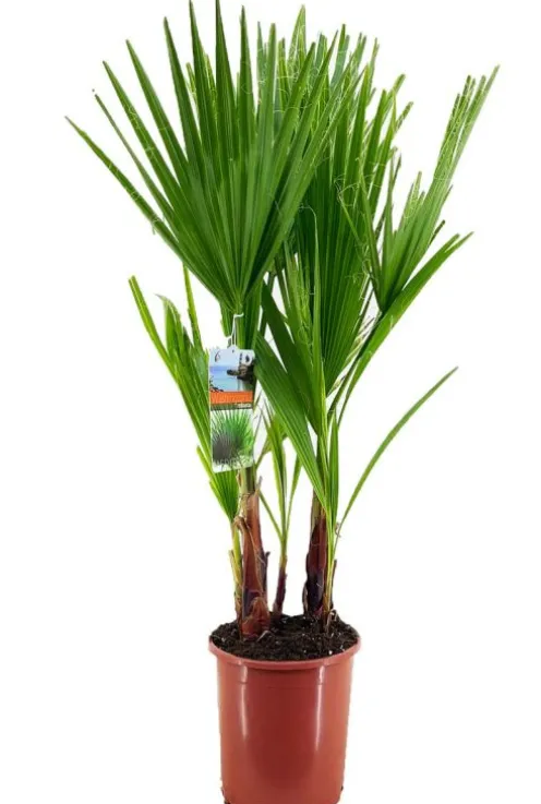 Washingtonia robusta - Mexicaanse waaierpalm