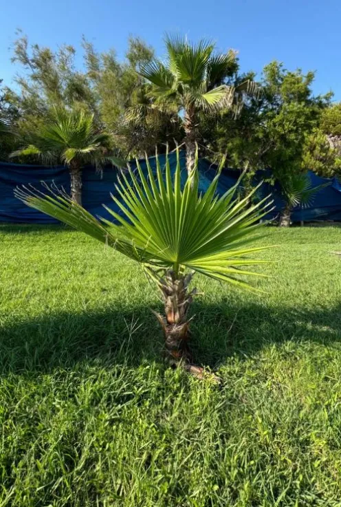 Washingtonia robusta - Mexicaanse waaierpalm