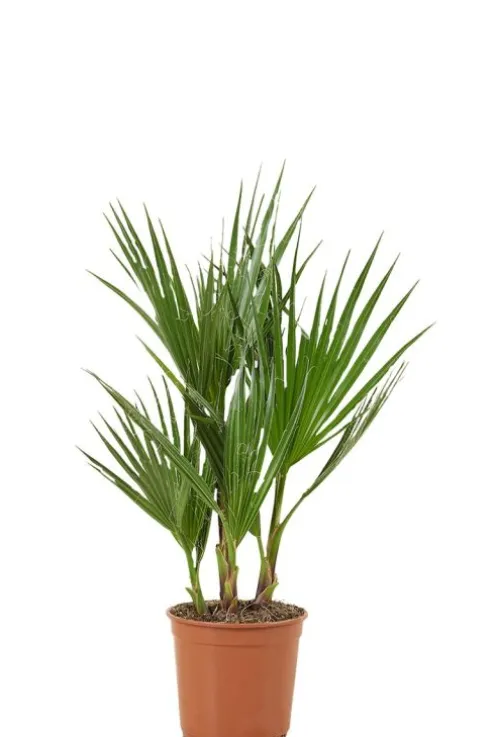 Washingtonia Robusta - Mexicaanse Waaierpalm