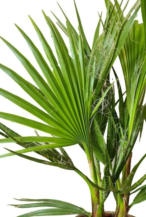 Washingtonia Robusta - Mexicaanse Waaierpalm