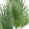Washingtonia Robusta multitrunk - Mexicaanse Waaierpalm