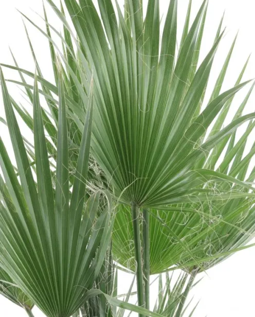 Washingtonia Robusta multitrunk - Mexicaanse Waaierpalm