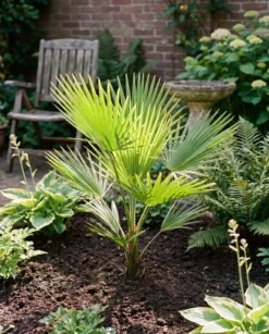 Washingtonia Robusta multitrunk - Mexicaanse Waaierpalm
