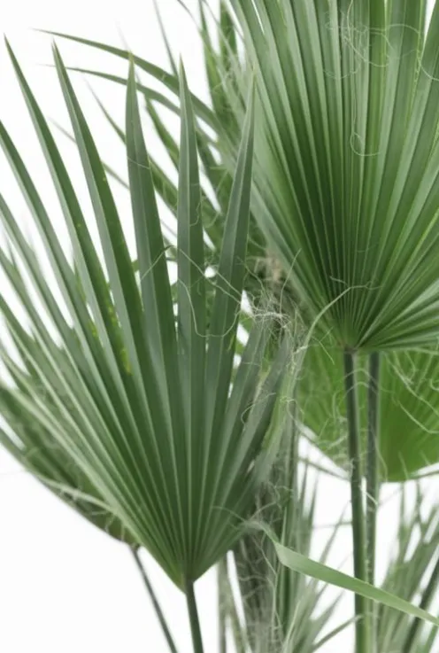 Washingtonia Robusta multitrunk - Mexicaanse Waaierpalm