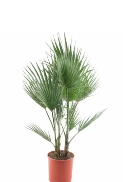 Washingtonia Robusta multitrunk - Mexicaanse Waaierpalm