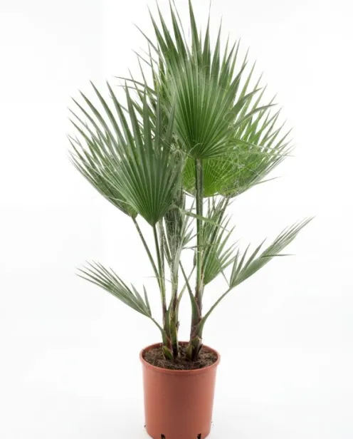 Washingtonia Robusta multitrunk - Mexicaanse Waaierpalm