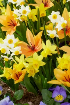 Wilde bloemen mix - 50 bollen