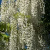 Wisteria Alba - Witte regen