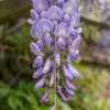 Wisteria sinensis Prolific - Blauweregen