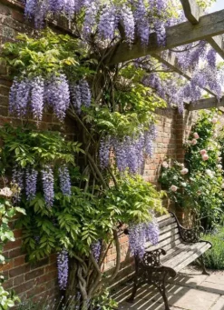 Wisteria sinensis Prolific - Blauweregen