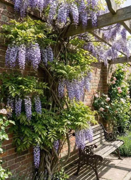 Wisteria sinensis Prolific - Blauweregen